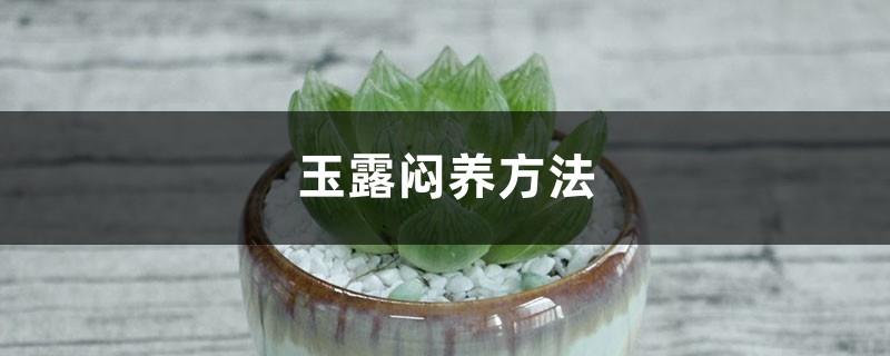 How to nourish Jade Dew, how long it takes to take effect