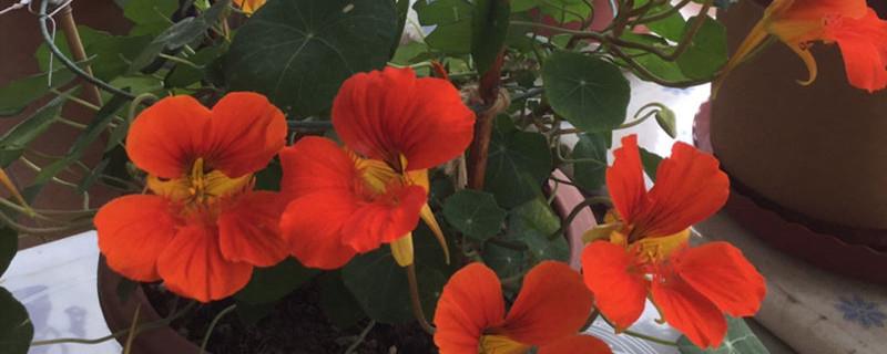 How to grow nasturtium in a popping pot