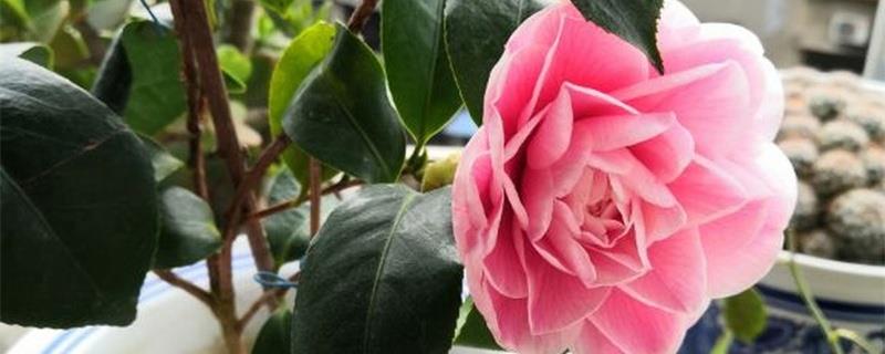 Why did the camellia fall off its flower buds