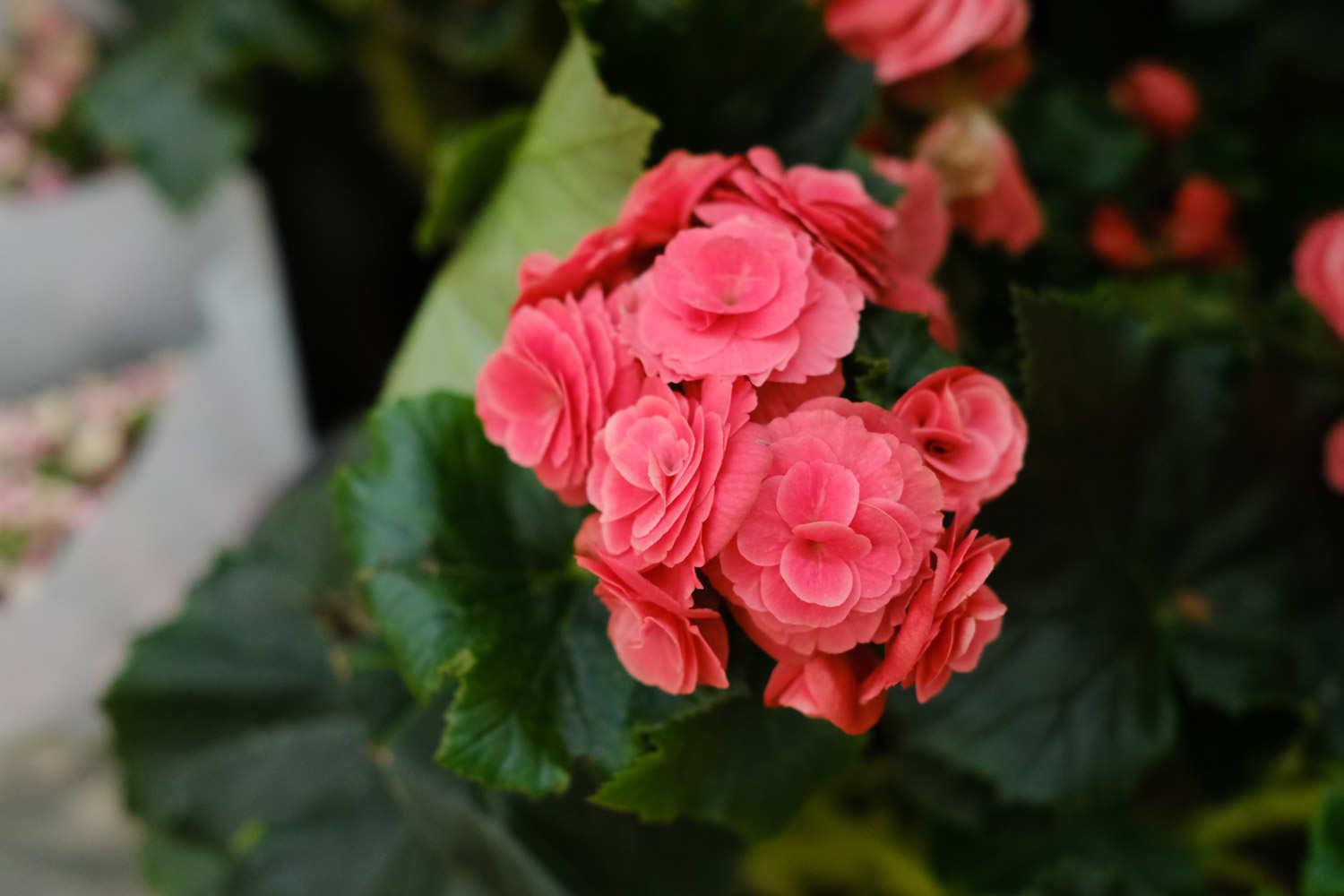 Leige Begonia