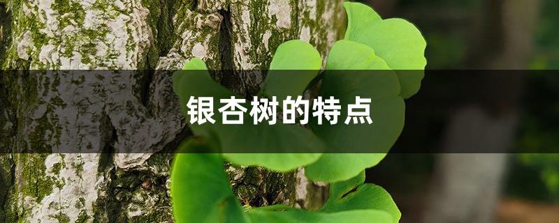 What are the characteristics of Ginkgo trees and how to plant them