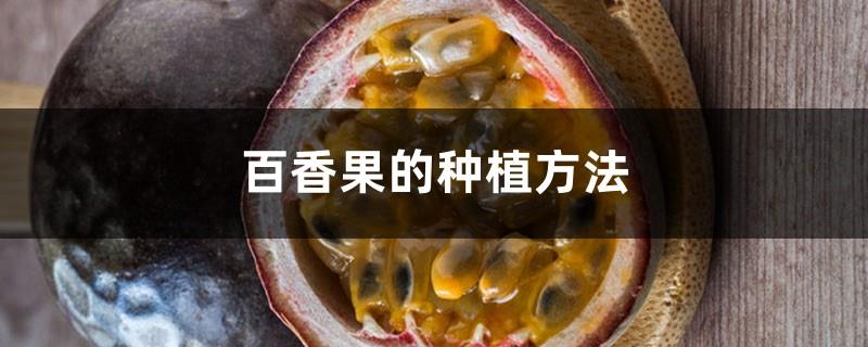 How to grow passion fruit