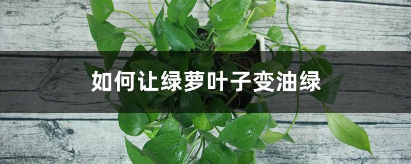 How to make pothos leaves turn oily green