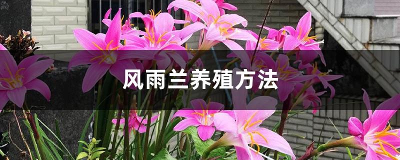 Wind and Rain Orchid Breeding Method