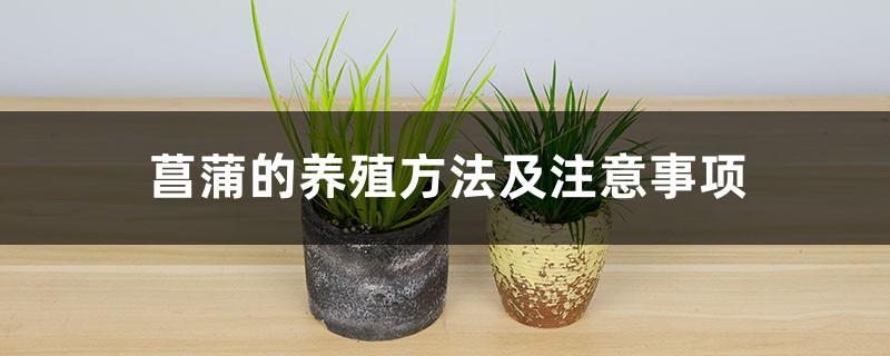 Calamus cultivation methods and precautions