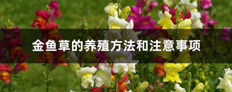 Snapdragon cultivation methods and precautions