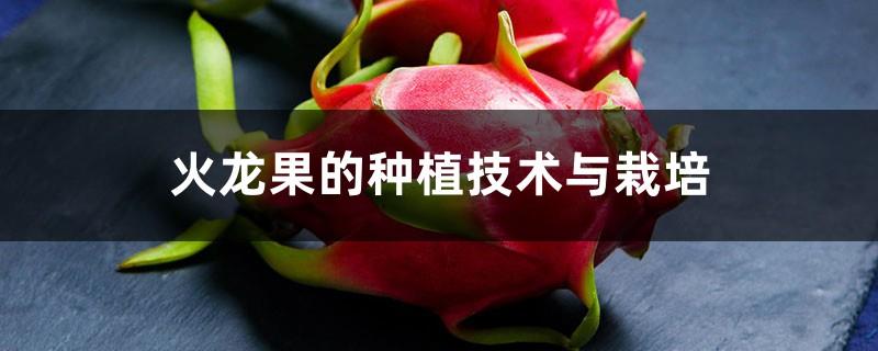 Planting Technology and Cultivation of Dragon Fruit