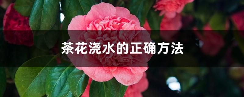 The correct way to water camellias, how to remedy overwatering camellias