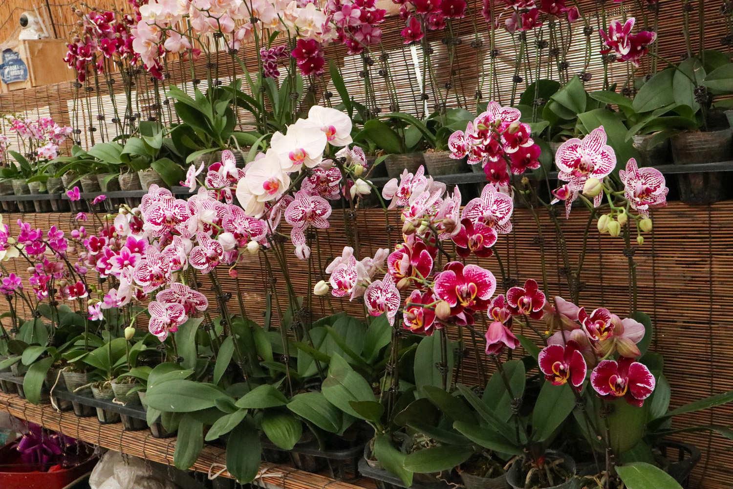 Phalaenopsis