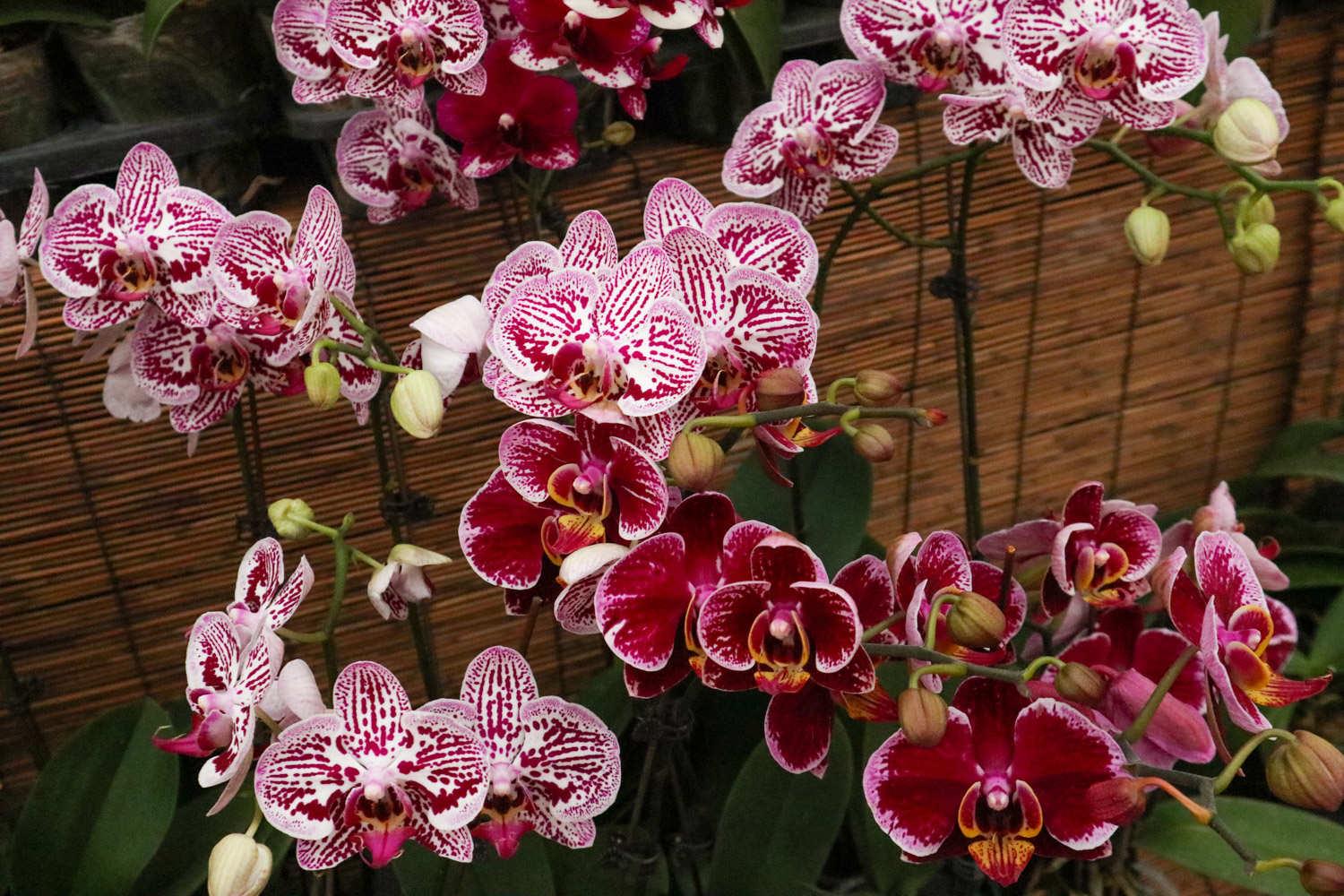 Phalaenopsis