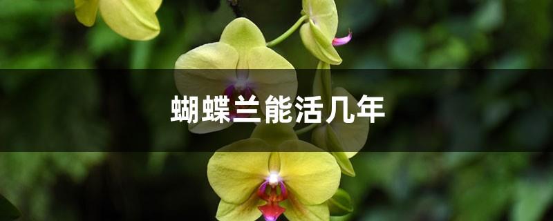 How many years can Phalaenopsis live, how many times can Phalaenopsis bloom