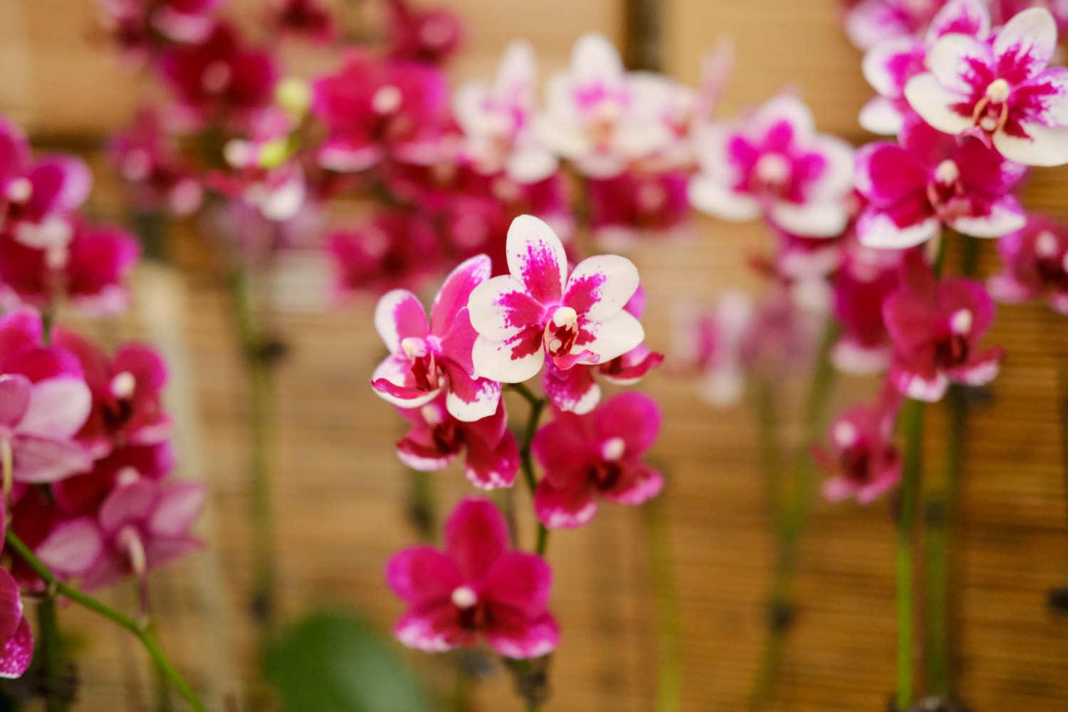 Phalaenopsis