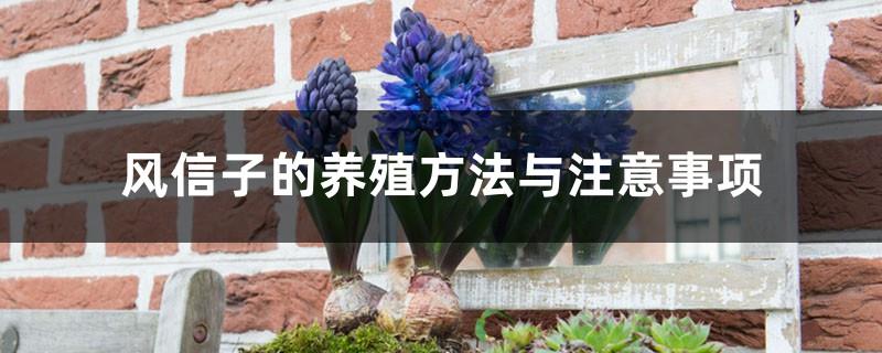 Hyacinth breeding methods and precautions, pictures of hyacinth