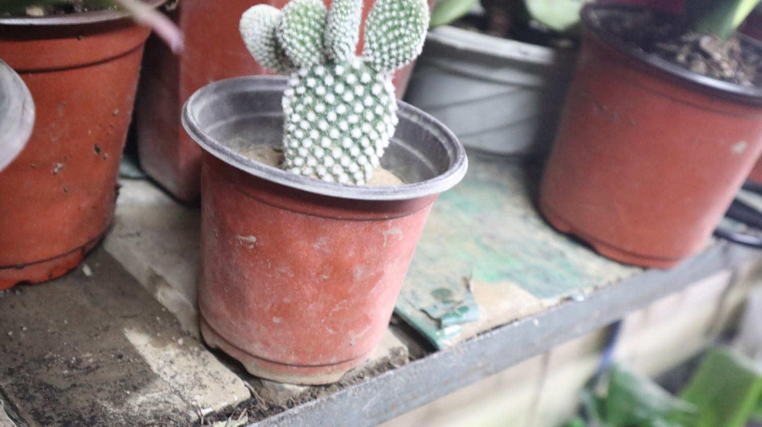 Cactus