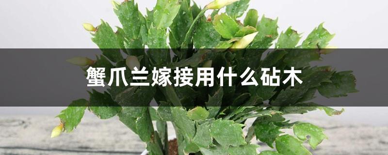 What rootstock is used for grafting crab claw orchid, time and method of grafting crab claw orchid