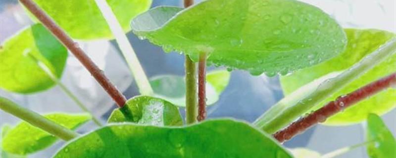 How to grow money plant in water, what to do if money plant has rotten roots