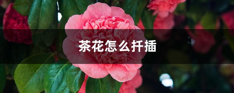 How to cut camellias, how many years will they bloom after cuttings