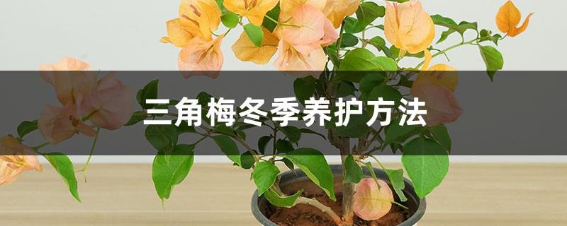 Bougainvillea maintenance method in winter