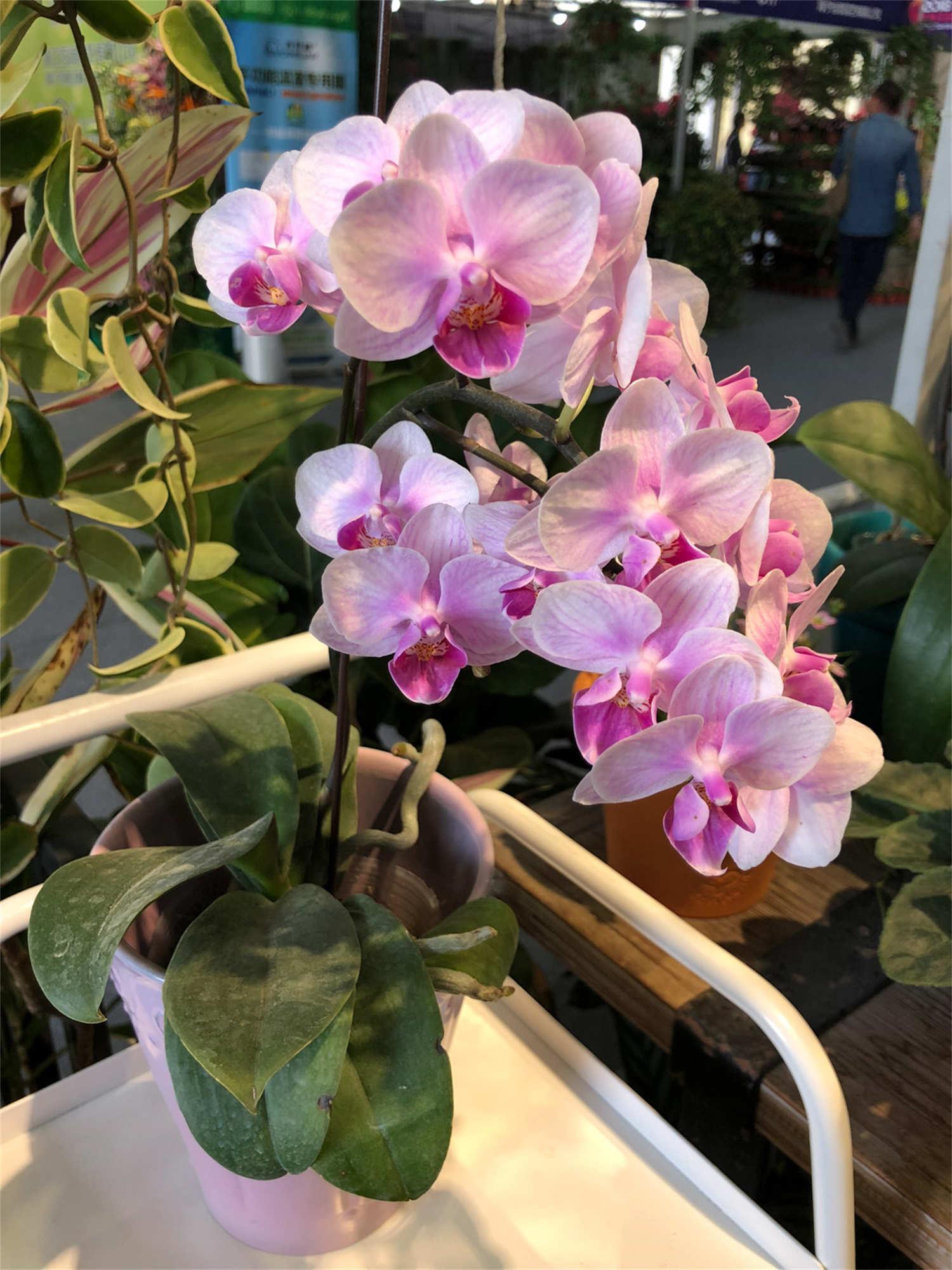 Phalaenopsis