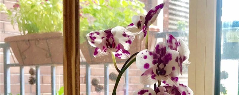 Can I fertilize the Phalaenopsis when it blooms? How to deal with the foil after the Phalaenopsis blooms