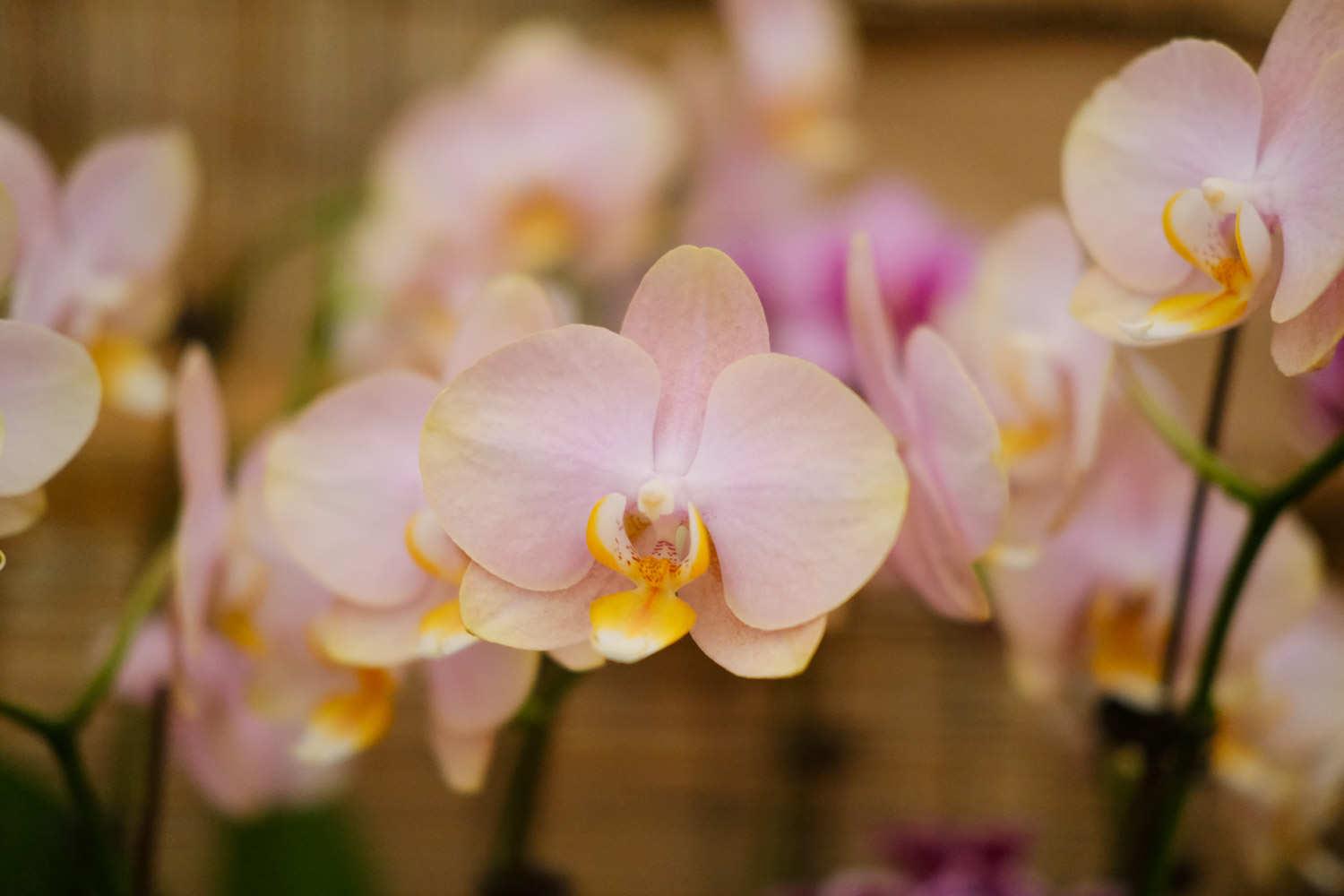 Phalaenopsis