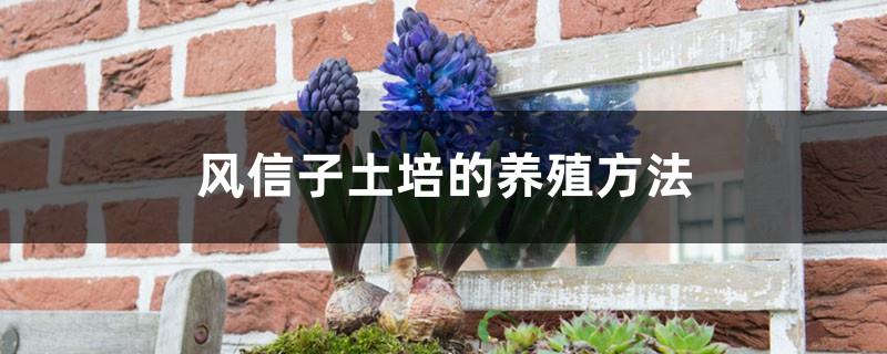 How many years can hyacinth be grown in soil? What is the breeding method of soil culture?