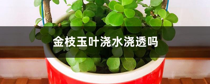 Is Jinzhiyuye watered thoroughly? What should I do if I water too much?