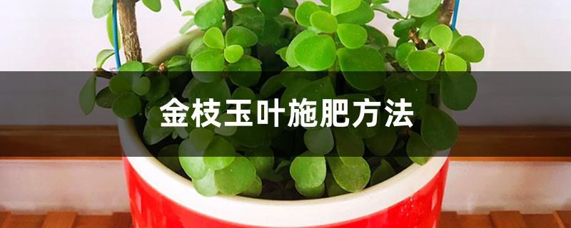 How to fertilize golden branches and jade leaves, what to do if the golden branches and jade leaves are too big