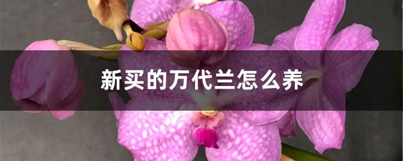 How to grow a newly purchased Vanda orchid