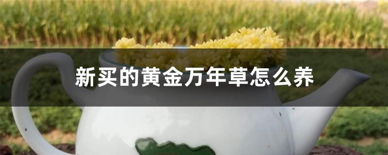 How to grow the newly bought golden ten thousand year old grass