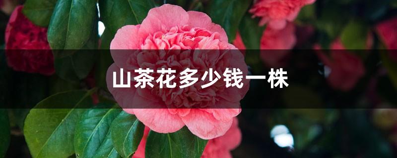 How much does a camellia cost, prices and pictures of camellias