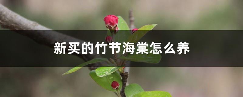 How to grow the newly purchased bamboo crabapple