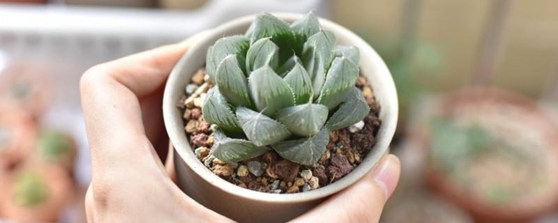 How to raise new succulents