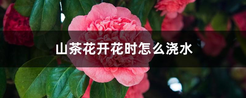 How to water camellias when they are blooming? Can they be sprayed with water during the flowering period?