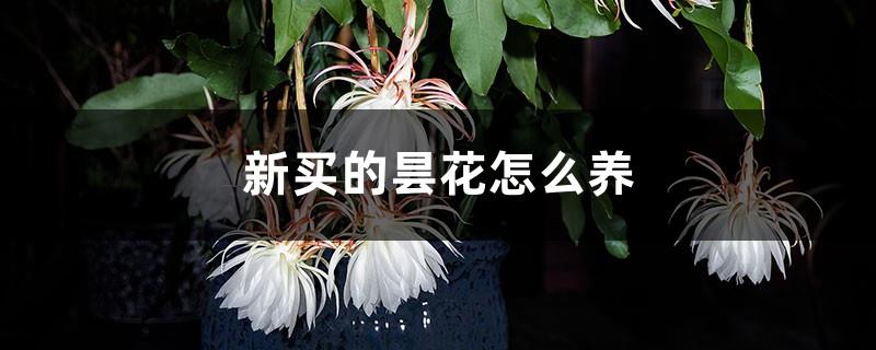 How to care for the newly purchased Epiphyllum