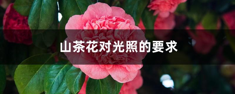 Camellia's requirements for light and soil