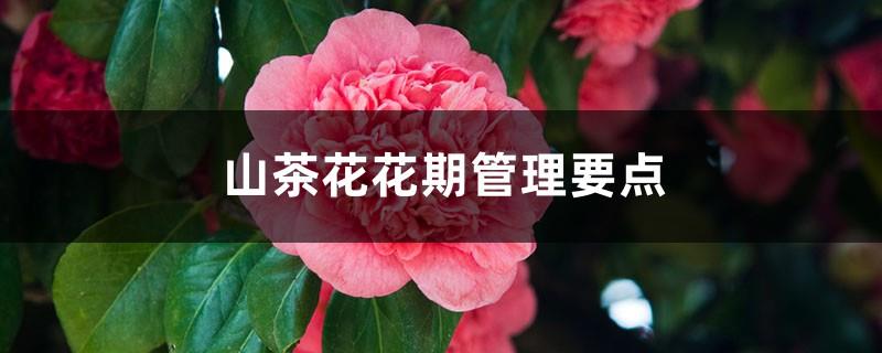 Key points of camellia management during flowering period, how to fertilize camellia during flowering period