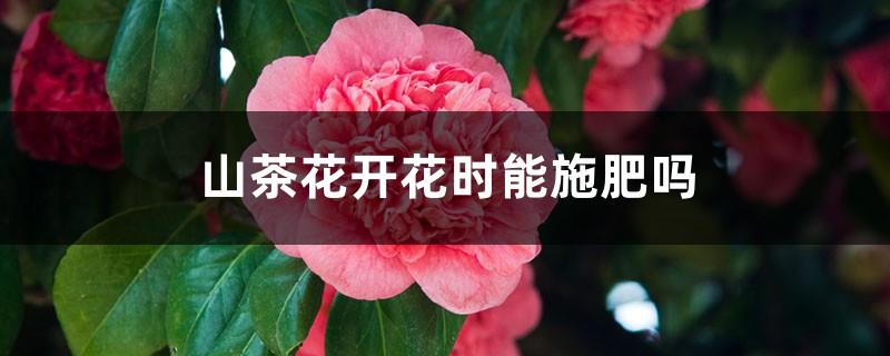 Can camellias be fertilized when they are blooming? What fertilizer should be applied during the flowering stage