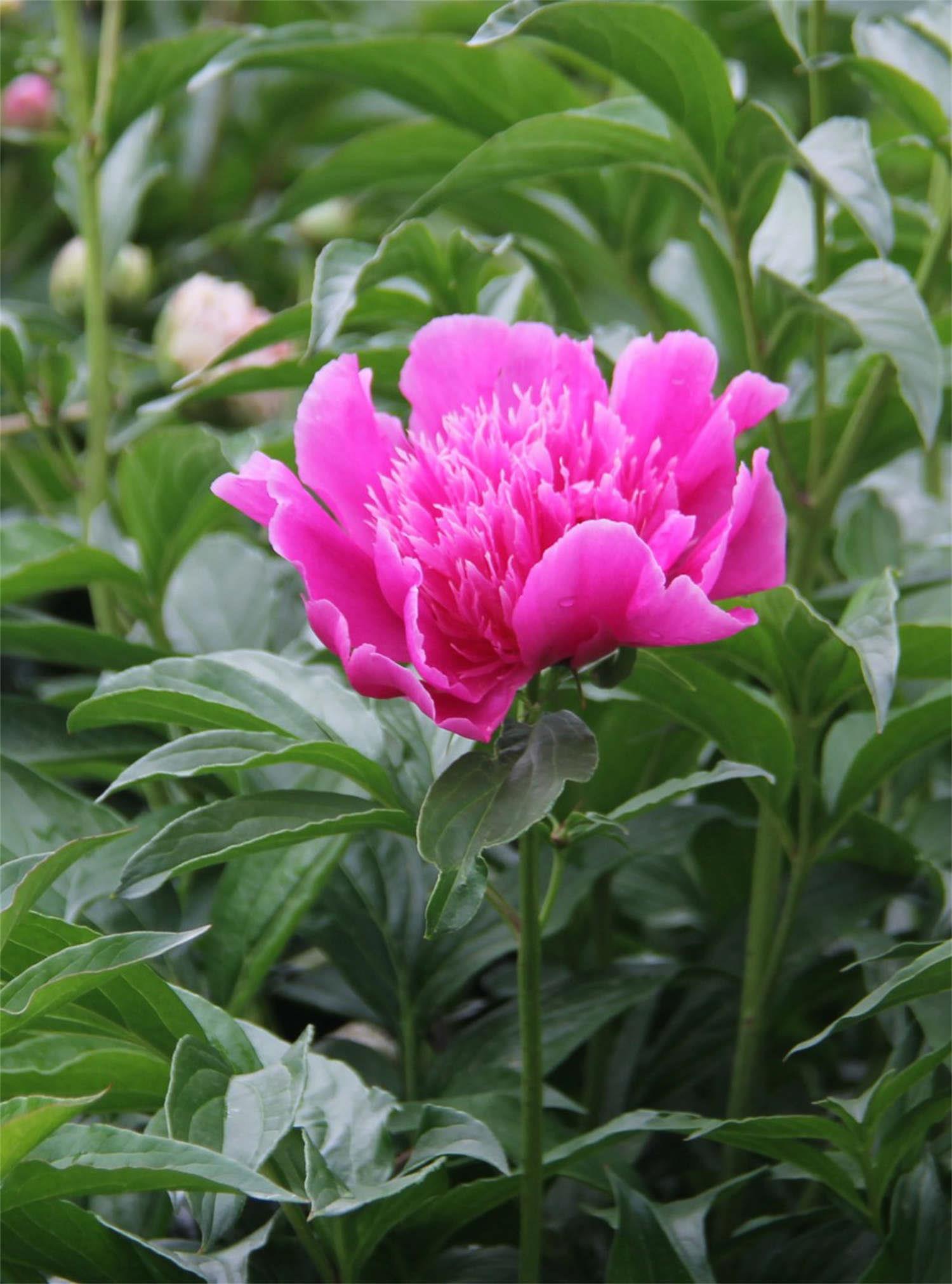 Peony