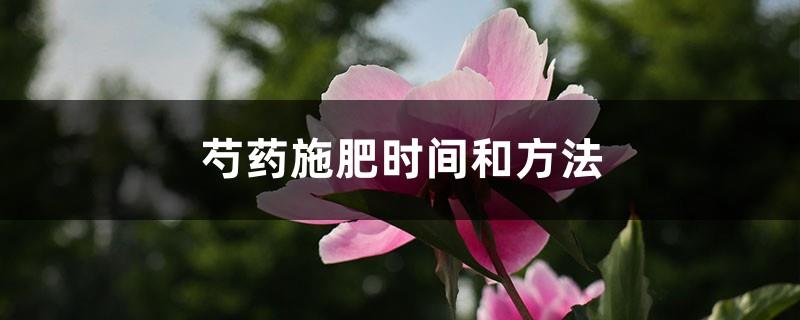 Time and method of fertilizing peony, what fertilizer does peony like