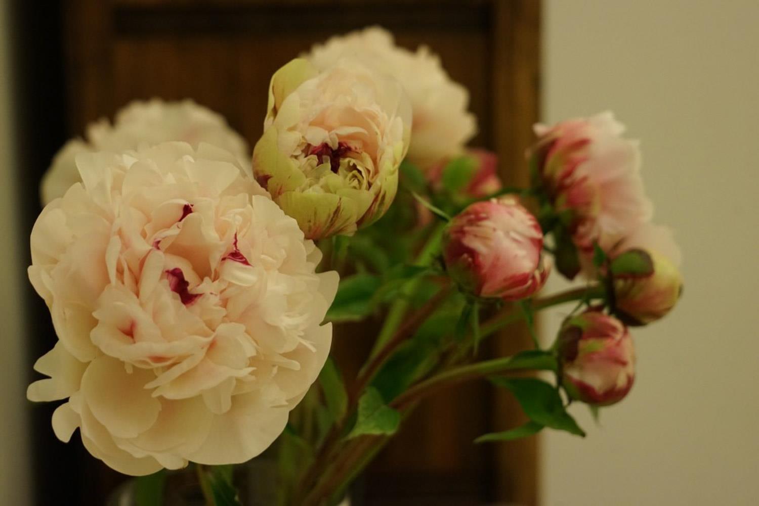 Peony