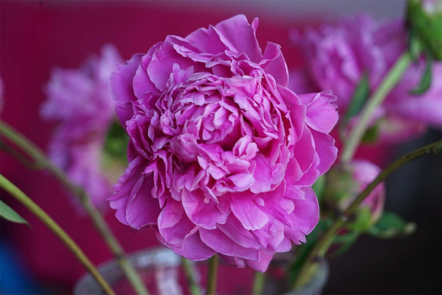 Peony