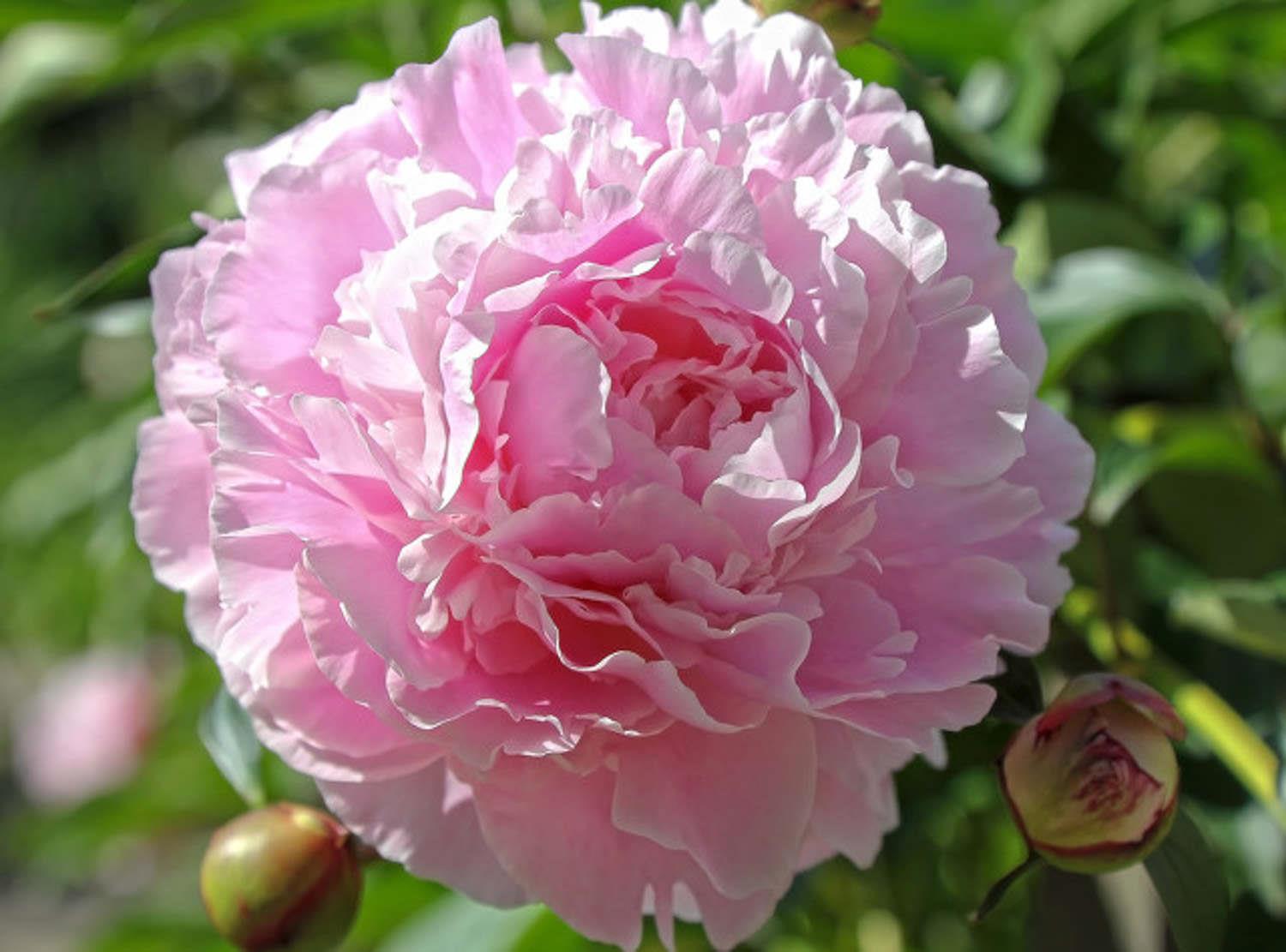 Peony