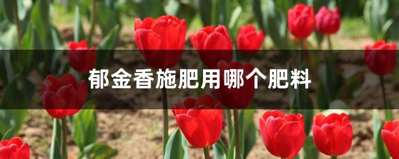 Which fertilizer should be used to fertilize tulips and when to fertilize tulips