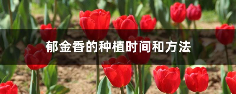 Tulip planting time and method, tulip bulb planting