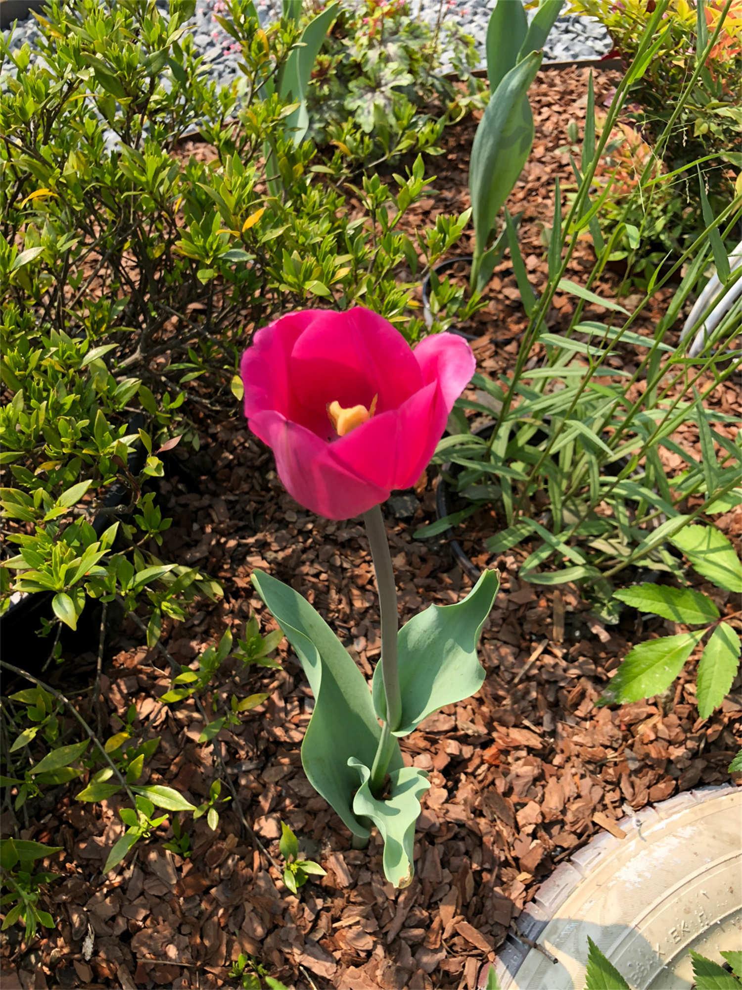 Tulip