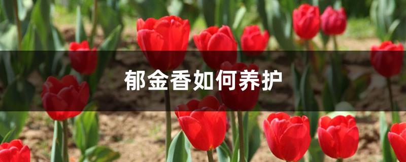 How to care for tulips, tulip breeding methods and techniques