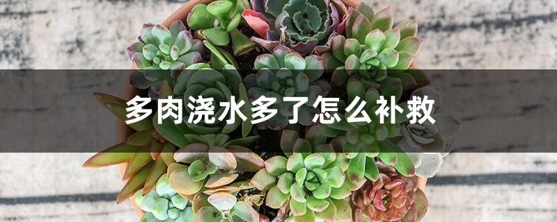 How to remedy succulents when watered too much, how to water succulents correctly