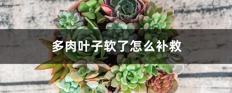 How to remedy the soft succulent leaves, the succulent leaves become soft and wrinkled