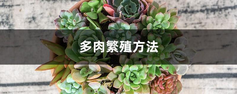 Succulent reproduction method, how to reproduce succulent